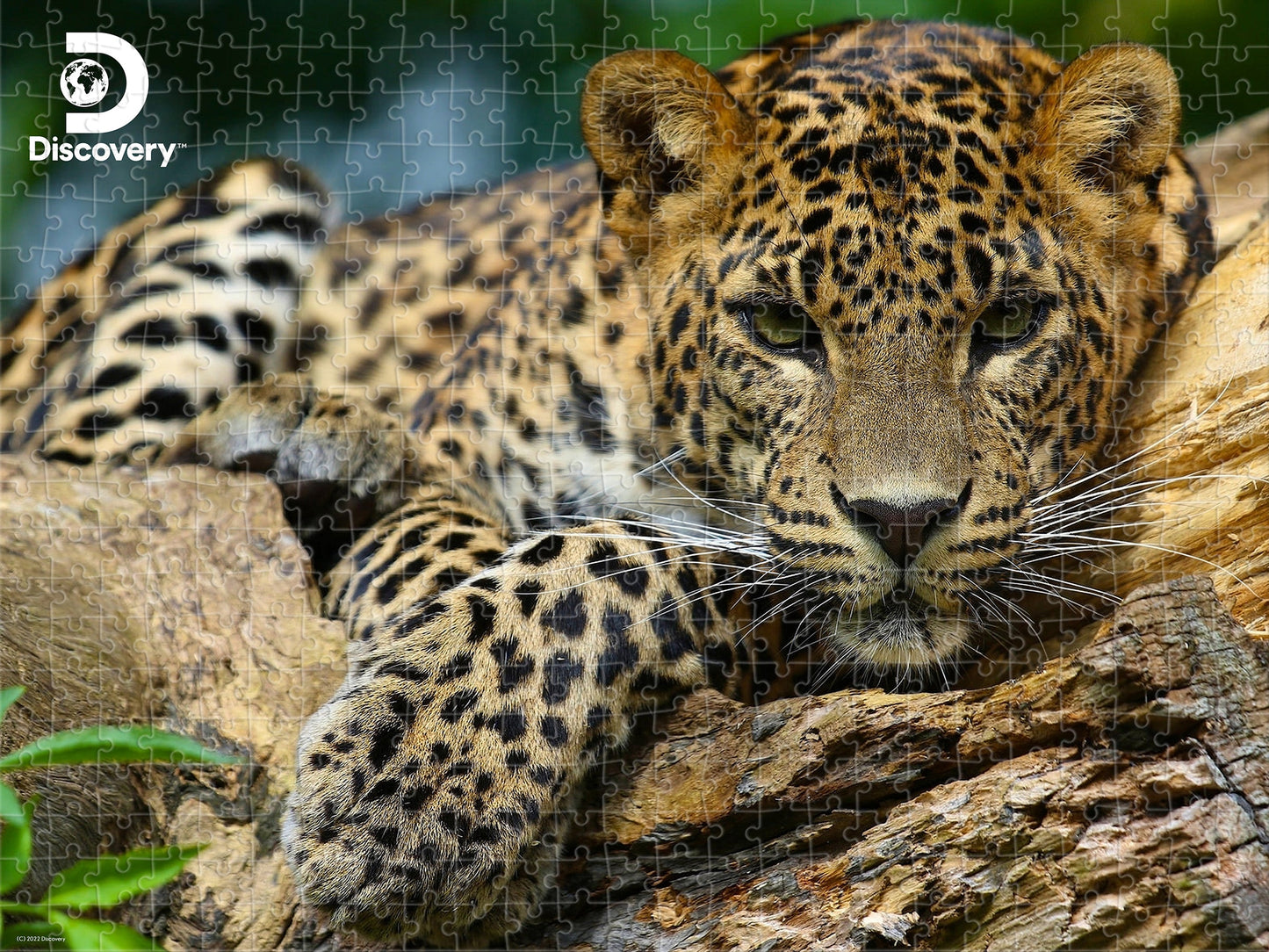 10474 Leopard Discovery 3D Jigsaw Puzzle 10474 500PC 24"x18"