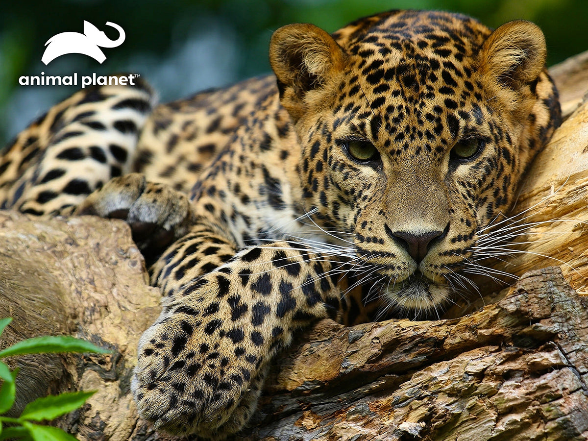 10474 Leopard Discovery 3D Jigsaw Puzzle 10474 500PC 24"x18"