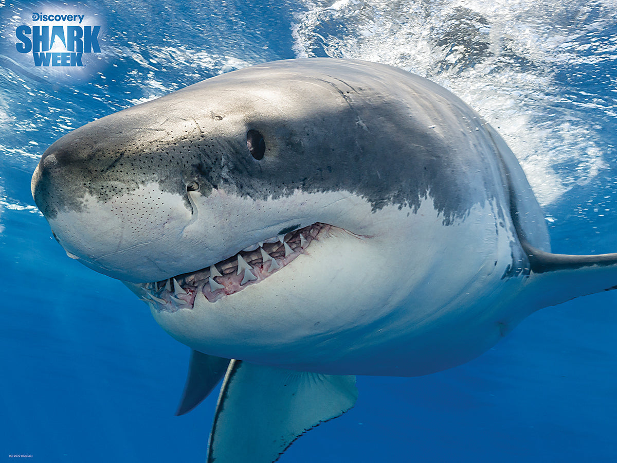 Puzzlr Great White Shark Discovery - Shark Week 3D Jigsaw Puzzle 20028 500pc 24x18"