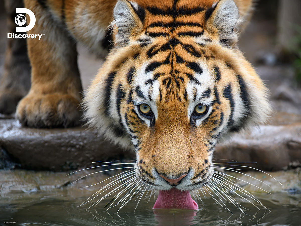 Puzzlr Tiger Discovery 3D Jigsaw Puzzle 10472 500pc 24x18"