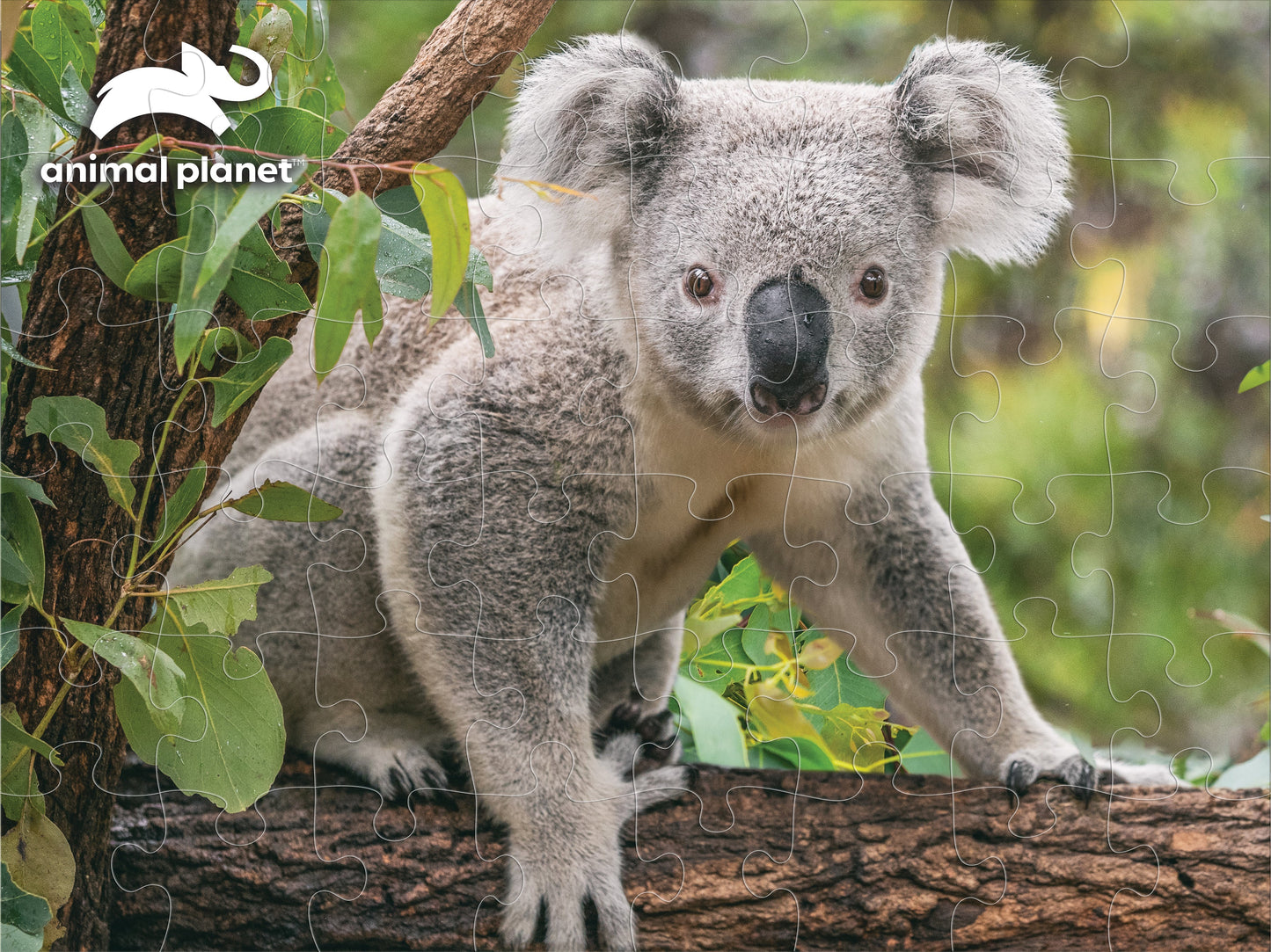 10790 Koala Discovery 3D Jigsaw Puzzle 10790 48PC 12"x9"