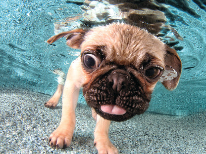 20010 Underwater Dogs Iggy 3D Jigsaw Puzzle 20010 500pc 24"x18"