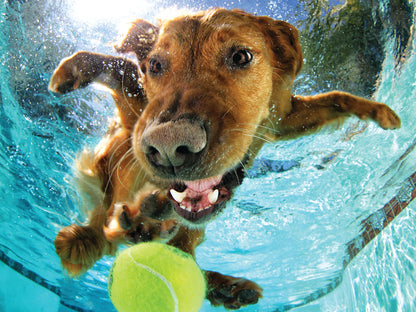 20021 Underwater Dogs Ricochet 3D Jigsaw Puzzle 20021 500pc 24"x18"