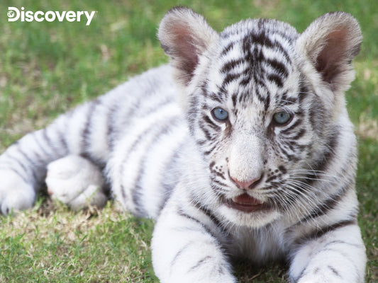 Puzzlr White Tiger Discovery 3D Jigsaw Puzzle 10711 63pc 12x9"