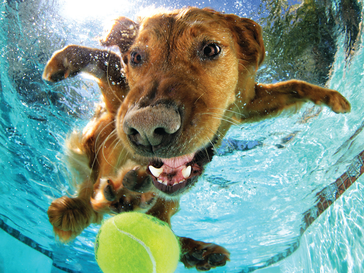 Puzzlr Ricochet Underwater Dogs 3D Jigsaw Puzzle 20021 500pc 24x18"